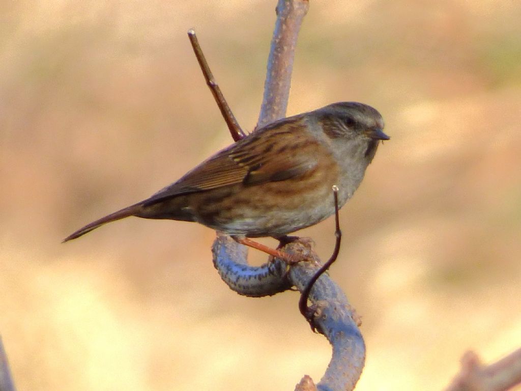 Passera scopaiola